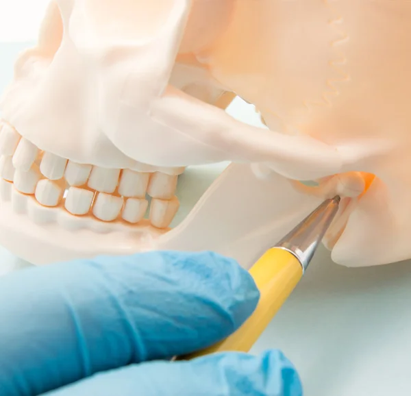 doctor using a skeleton head to inform patients - north jersey dental group